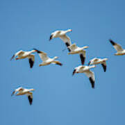 Coming Into Land Art Print