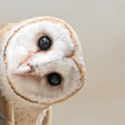 Common Barn Owl  Tyto Albahead  Head Art Print
