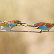 Common Bee-eater - Pair Art Print