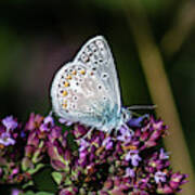 Common Blue Showing The Underside While Perching On The Oregano Art Print
