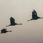 Common Crane In Flight Art Print