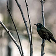 Common Grackle Art Print