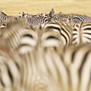 Common Zebra Herd During Migration Art Print