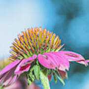 Coneflower Art Print