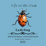 Convergens Ladybug Art Print