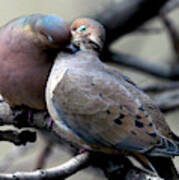 Cooing Mourning Doves 2 Art Print