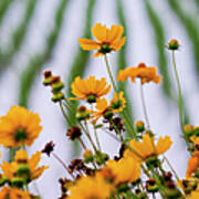 Coreopsis Lanceolata In Front Of Rice Art Print