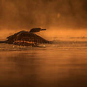 Cormorant At Sunrise Art Print