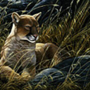 Cougar In The Grass Art Print