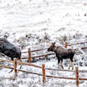 Cow Moose Leaping Fence Art Print