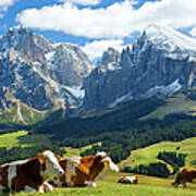 Cows In Fields, South Tyrol, Italy Art Print