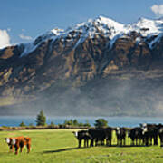 Cows On The Shores Of Lake Wakatipu At Art Print