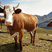 Cows,mount Grossglockner High Alpine Art Print