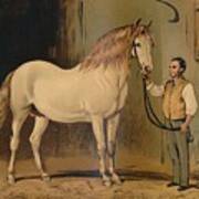 Cream State Carriage Horse Art Print