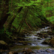 Creek Flowing Through Shady Forest Art Print