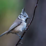 Crested Tit On A Twig Art Print