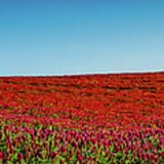 Crimson Clover Panorama Art Print
