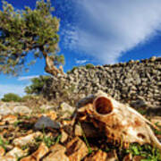 Croatia, Velebit Coastal Area, Pag Island, Olive Tree And Dry Stone Wall With Sheep's Skull Art Print