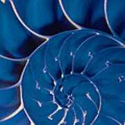 Cross-section Of Blue Nautilus Shell Art Print