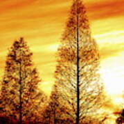 Cypress Silhouette Art Print