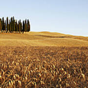 Cypress Trees In A Tuscan Landscape Art Print