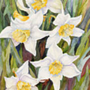 Daffodil Heads Art Print