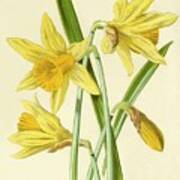 Daffodil Art Print