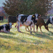 Dairy Cows Art Print