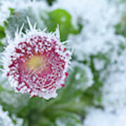 Daisy Frozen In Winter Garden Art Print