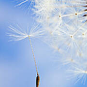 Dandelion Art Print