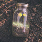 Dandelions Growing In Jar Art Print