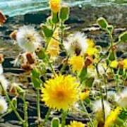 Dandelions On The Rocky Shore No. 3 Art Print