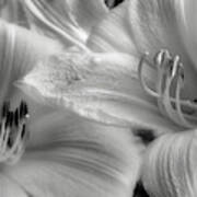 Day Lilly Black And White Art Print