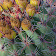 Desert Botanical Garden Phoenix Arizona Barrel Cactus Art Print