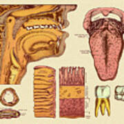 Diagram Of Mouth, Esopagus And Tongue Art Print