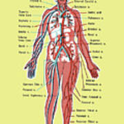 Diagram Of The Circulatory System Art Print