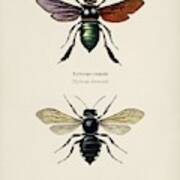 Different Types Of Beetles Illustrated By Charles Dessalines D' Orbigny  1806-1876 10 Art Print