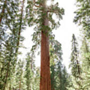 Distant View Of Woman Standing With Arms Outstretched By Huge Tree Trunk At Sequoia National Park Art Print