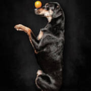 Dog Balancing An Orange On Her Nose Art Print
