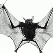 Dog-faced Fruit Bat Cynopterus Art Print