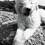 Dog Sitting On Rocks, Portrait Art Print