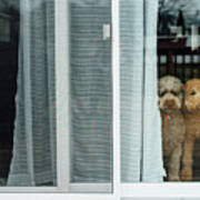 Dogs At Backdoor Looking Out Art Print