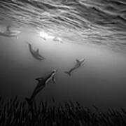 Dolphins Re-grouping Afterorchestrated Art Print