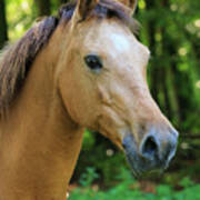 Domestic Horse Portrait Art Print