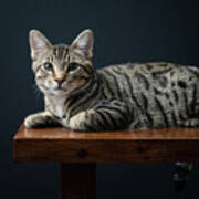 Domestic Shorthair Cat Lying On Bench Against Black Background Art Print