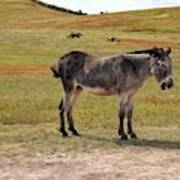 Donkey At Custer State Park Art Print