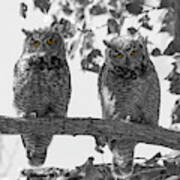 Double Owl Bonus - Selective Color Art Print
