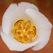 Doubting Mariposa Lily Art Print