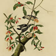 Downy Woodpecker Art Print