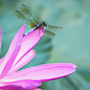 Dragonfly Resting On A Pink Petal Art Print